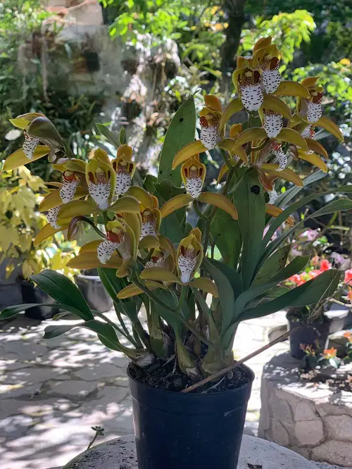 Best Varieties of Oncidium Orchids