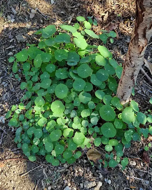 Best Plants to Grow Under the Oak Tree