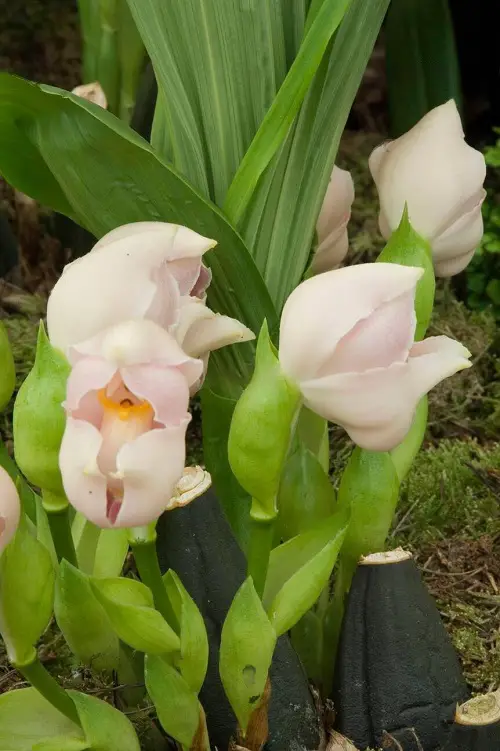 top Varieties of Masdevallia Orchids