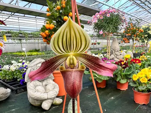 Gorgeous, Very rare, and Rare Orchids Worldwide
