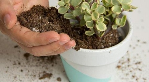 Use Cat Litter For Succulents