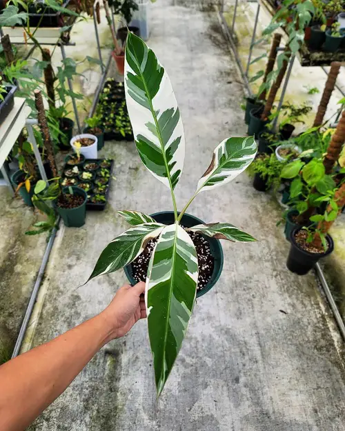 best Magnificent Indoor Plants with White and Green Leaves