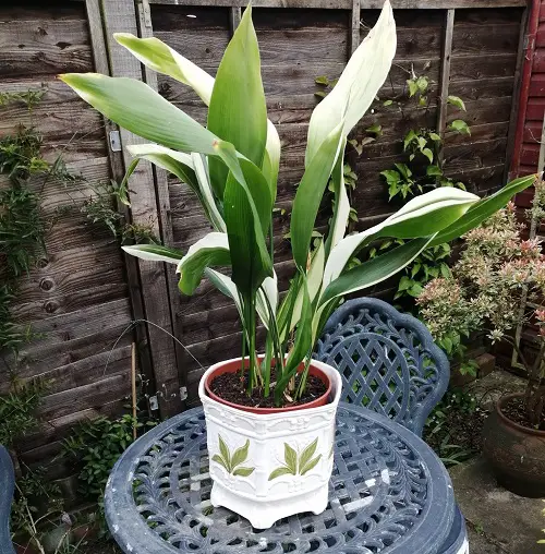 Indoor Plants with White and Green Leaves