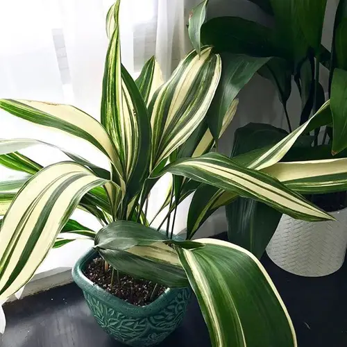 Types of Cast Iron Plant On the Windowsill