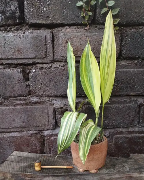Types of Cast Iron Plant
