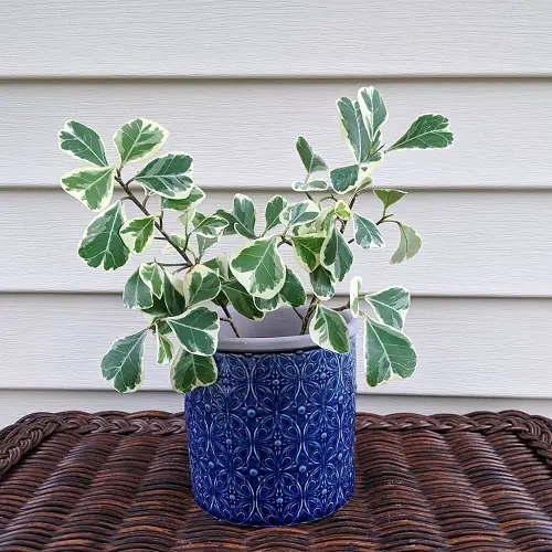 top Magnificent Green and White Indoor Plants