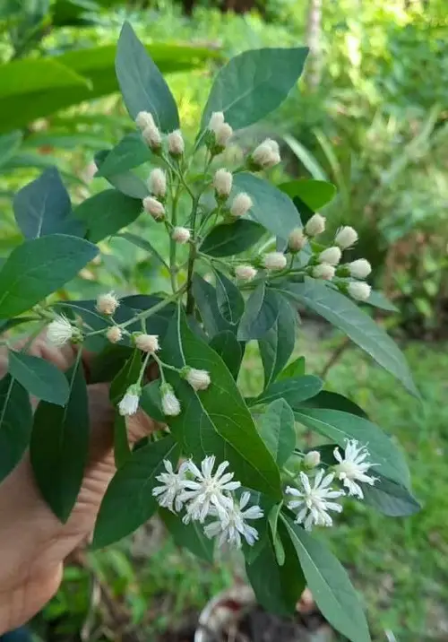 top African Herbs You Can Grow for Cooking
