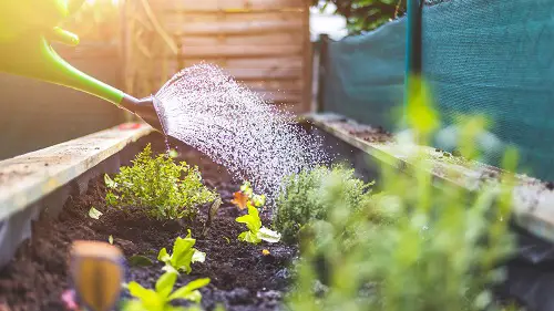 Water Plants with Overnight Drinking Water