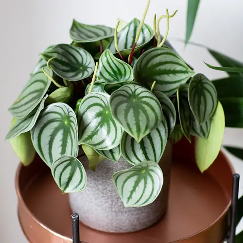 Gorgeous Indoor Plants with White and Green Leaves