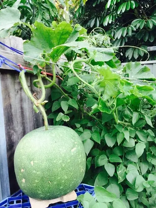 Best Round Green Vegetables to Grow in Garden