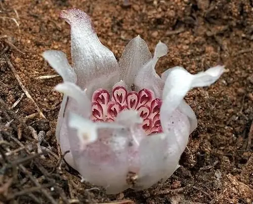 Most Rare and Unique Orchids Around the World