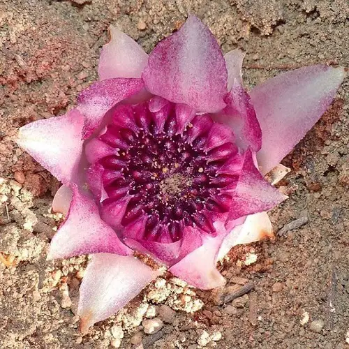 Most Rare and Unique Orchids Around the World