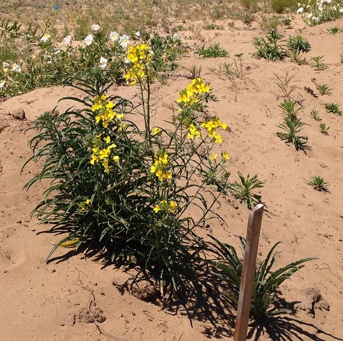 Western Wallflower in the dessert