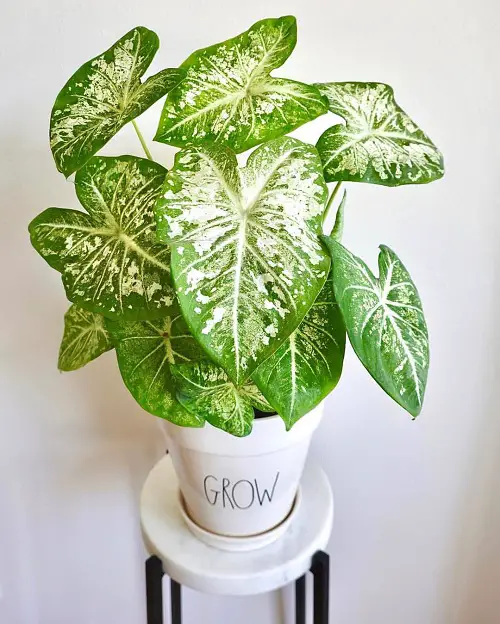 amazing Pretty Indoor Plants with White and Green Leaves