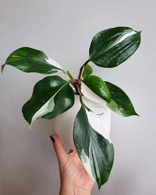 Magnificent Indoor Plants with White and Green Leaves