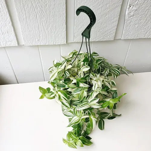 top Magnificent Green and White Indoor Plants
