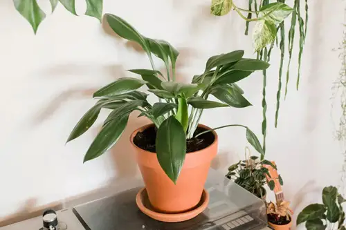 In a Pot and Saucer Combo