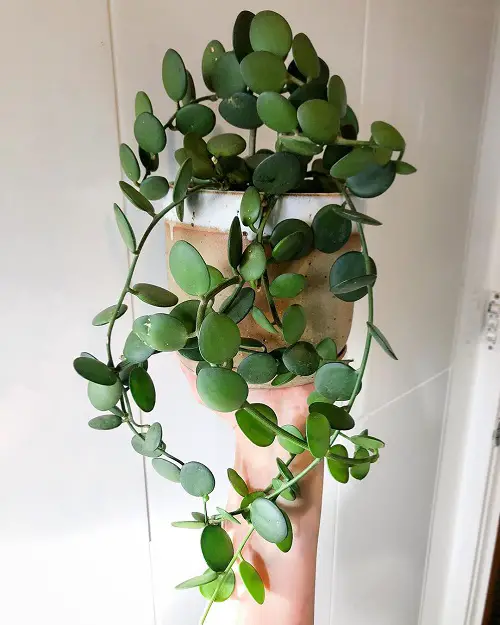 Outstanding Hanging String Succulents
