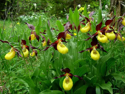 amazing top rare and unusual orchid worldwide