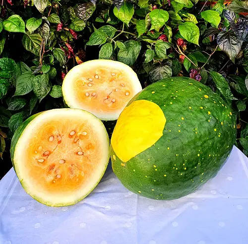 Best Yellow Watermelons 