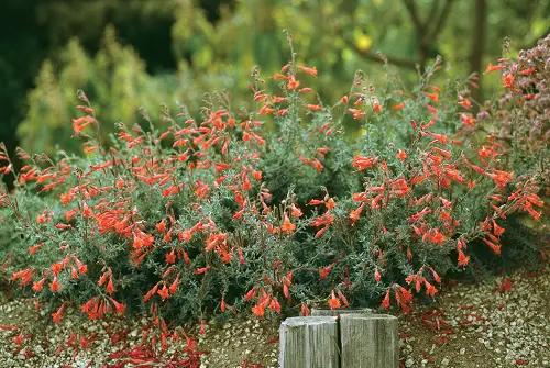 The Greatest Perennials to Plant Beneath an Oak Tree