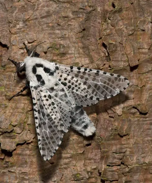 Magnificent Moths That Are Just as beautiful as Butterflies