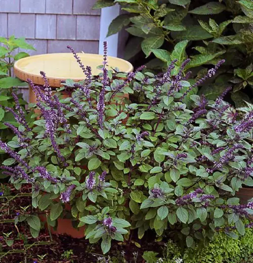 African Blue Basil Plant Care and Information Guide