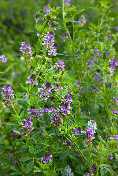 Best Herbs that Attract Money 3