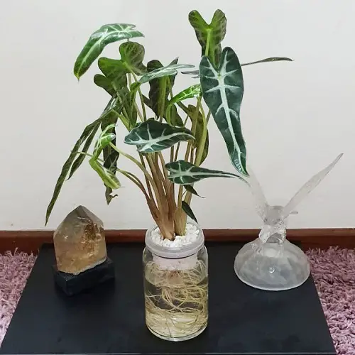 indoor Plant Cuttings for Interior Vases That Look Good
