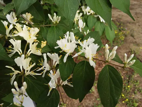 Different Types of Honeysuckle Varieties 16