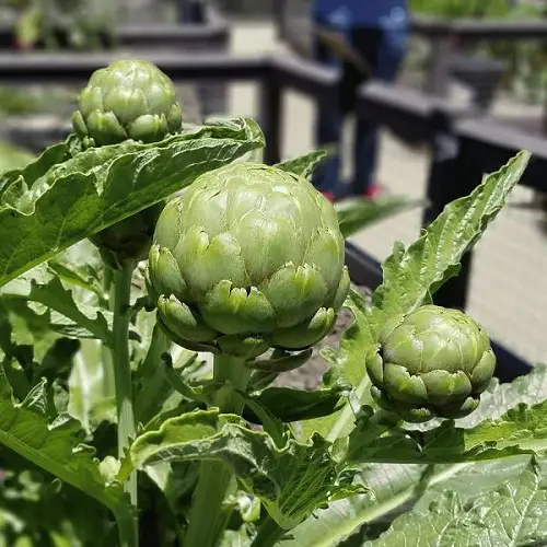 Amazing Best Round Green Vegetables to Grow in Pots and Garden