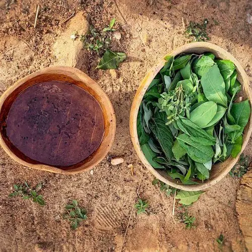 African Herbs You Can Grow for Cooking