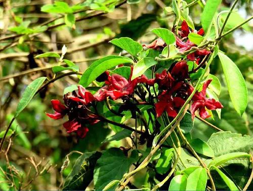 Different Types of Honeysuckle Varieties 12