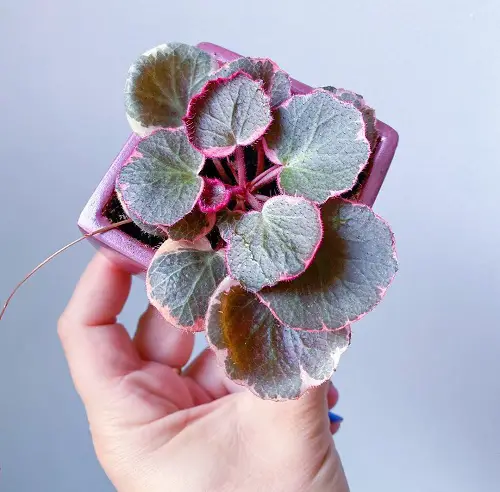 Images of Pink Leaves Begonias to Encourage You to Grow the Plant!