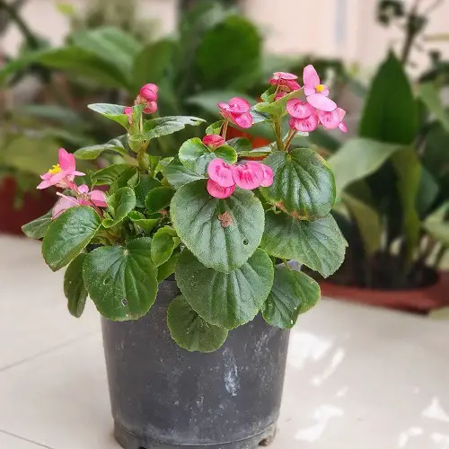 lovely Pink Begonia Pictures 10