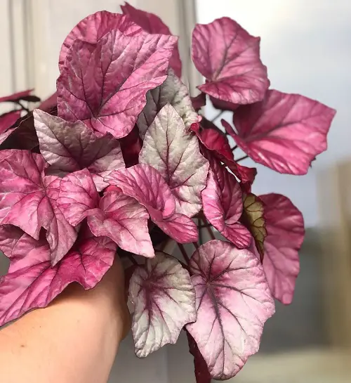 Photos of Pink Leaves Begonias to Encourage You to Grow the Plant!