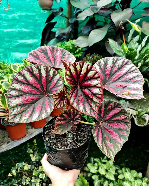 amazing Images of Pink-Leaved Begonias to Motivate You to Grow the Plant!