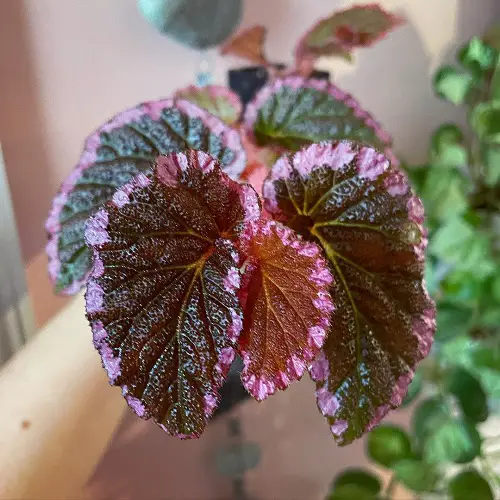 beautiful Pink Leaves Begonias Pictures