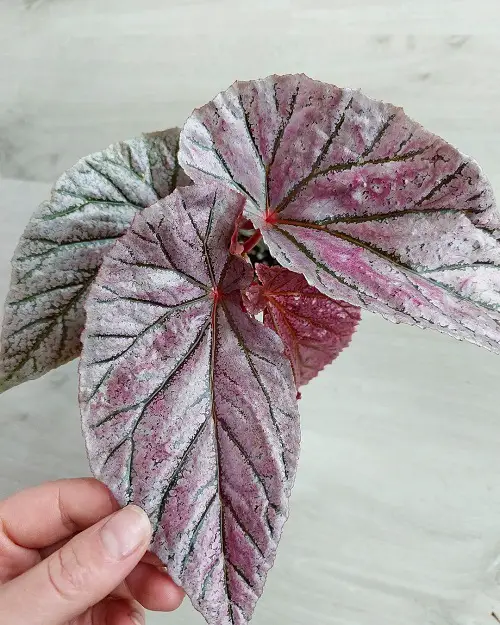 top beautiful Best Pink Leaves Begonias Pictures