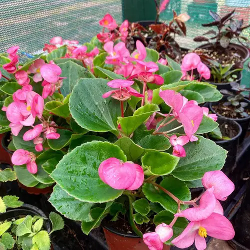 lovely Pink Begonia Pictures to Inspire You into Growing the Plant!