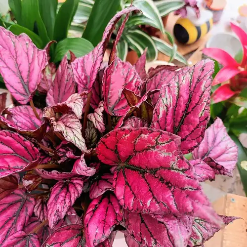 Images of Pink-Leaved Begonias to Motivate You to Grow the Plant!