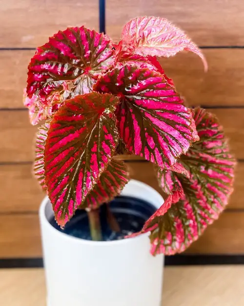 best Images of Pink-Leaved Begonias to Motivate You to Grow the Plant!
