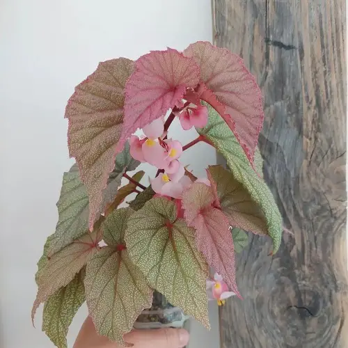 Beautiful Pink Begonia Pictures to Inspire You into Growing the Plant!