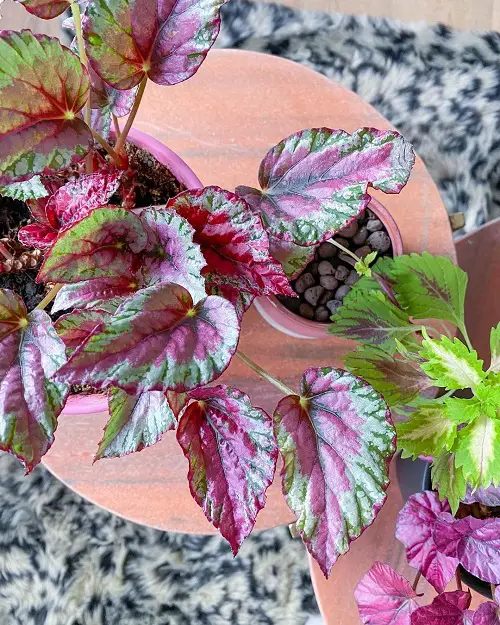 top Images of Pink-Leaved Begonias to Motivate You to Grow the Plant!
