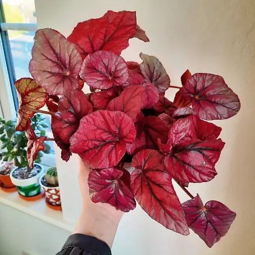Images of Pink-Leaved Begonias to Motivate You to Grow the Plant!