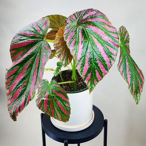 beautiful Images of Pink-Leaved Begonias to Motivate You to Grow the Plant!