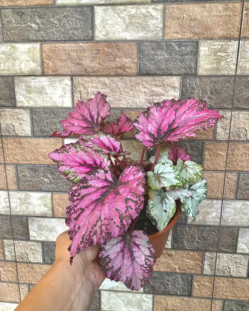 Gorgeous Photos of Pink-Leaved Begonias to Encourage You to Grow the Plant!