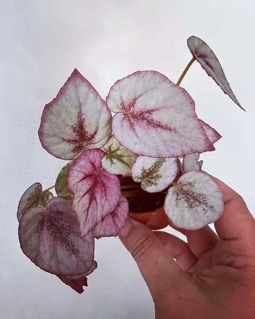 top Best Pink Leaves Begonias Pictures