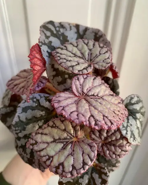 Amazing Gorgeous Photos of Pink-Leaved Begonias to Encourage You to Grow the Plant!