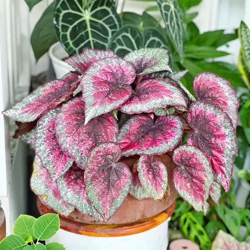 Pictures of Beautiful Pink-Leaved Begonias to Encourage You to Grow the Plant!
